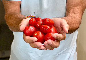 Why Do French and Italian Tomatoes Taste So Damn Good?