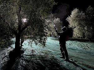 Night harvest at Domenica Fiore